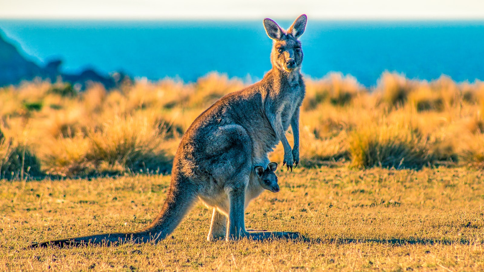 Visa-Free Travel to China from Australia (2026 Guide) — cover photo