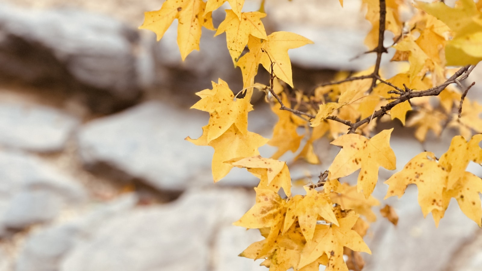 Autumn in China: The Best Season for Travel (2026) — cover photo