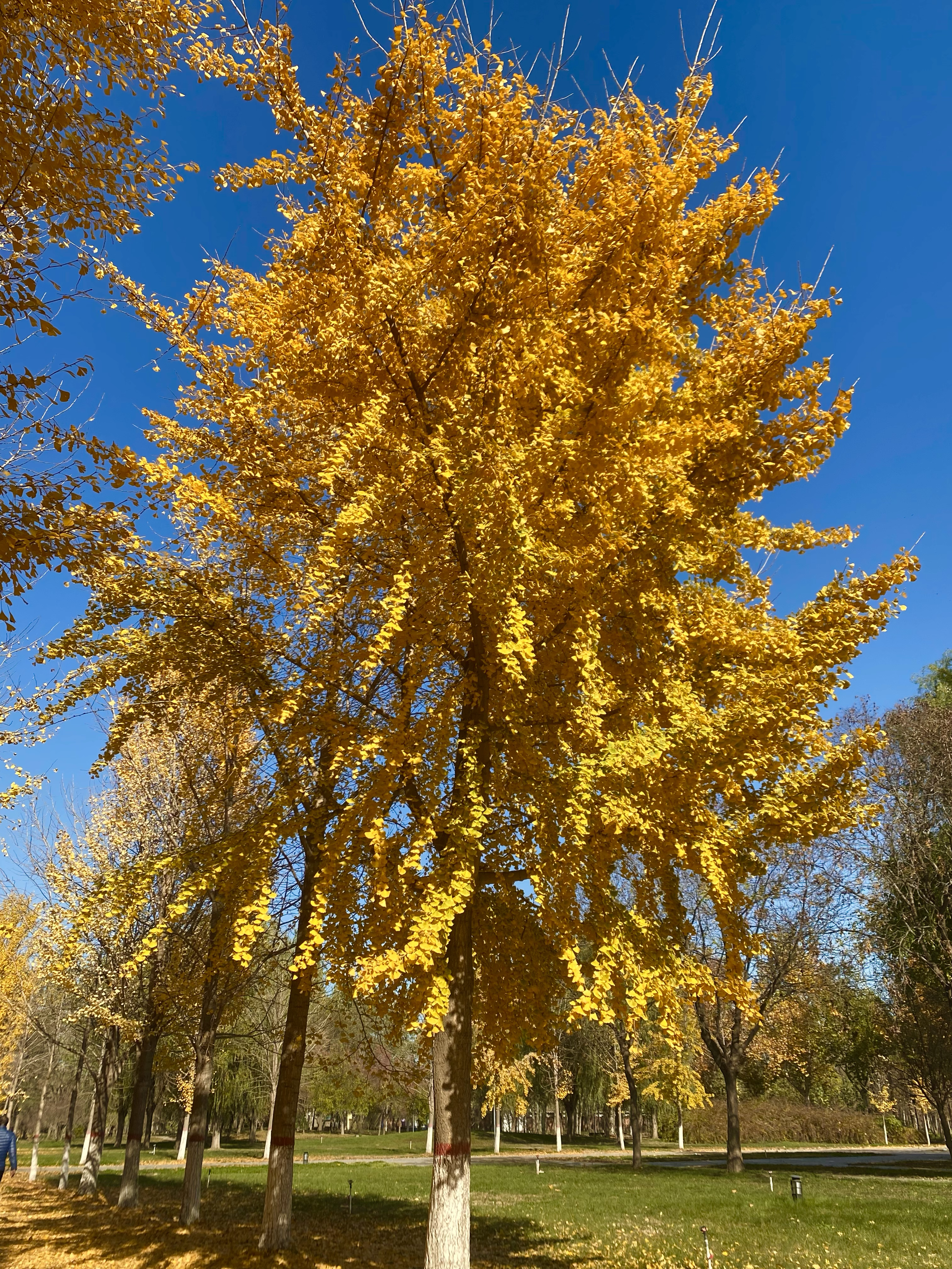 Ginkgo trees lining a Shanghai street in autumn