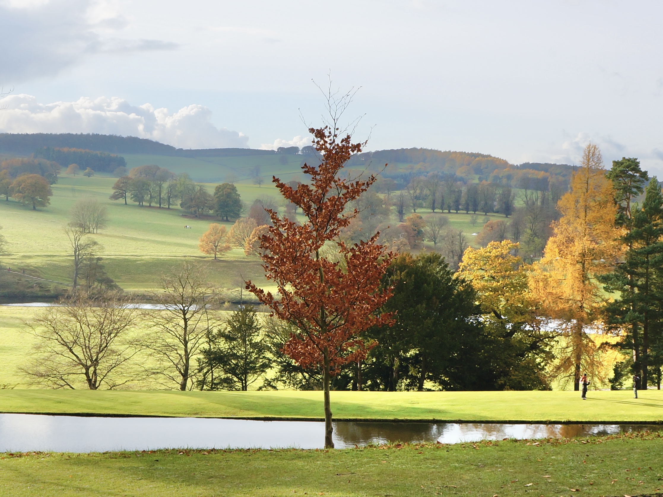 Maple leaves turning red on a hillside in autumn