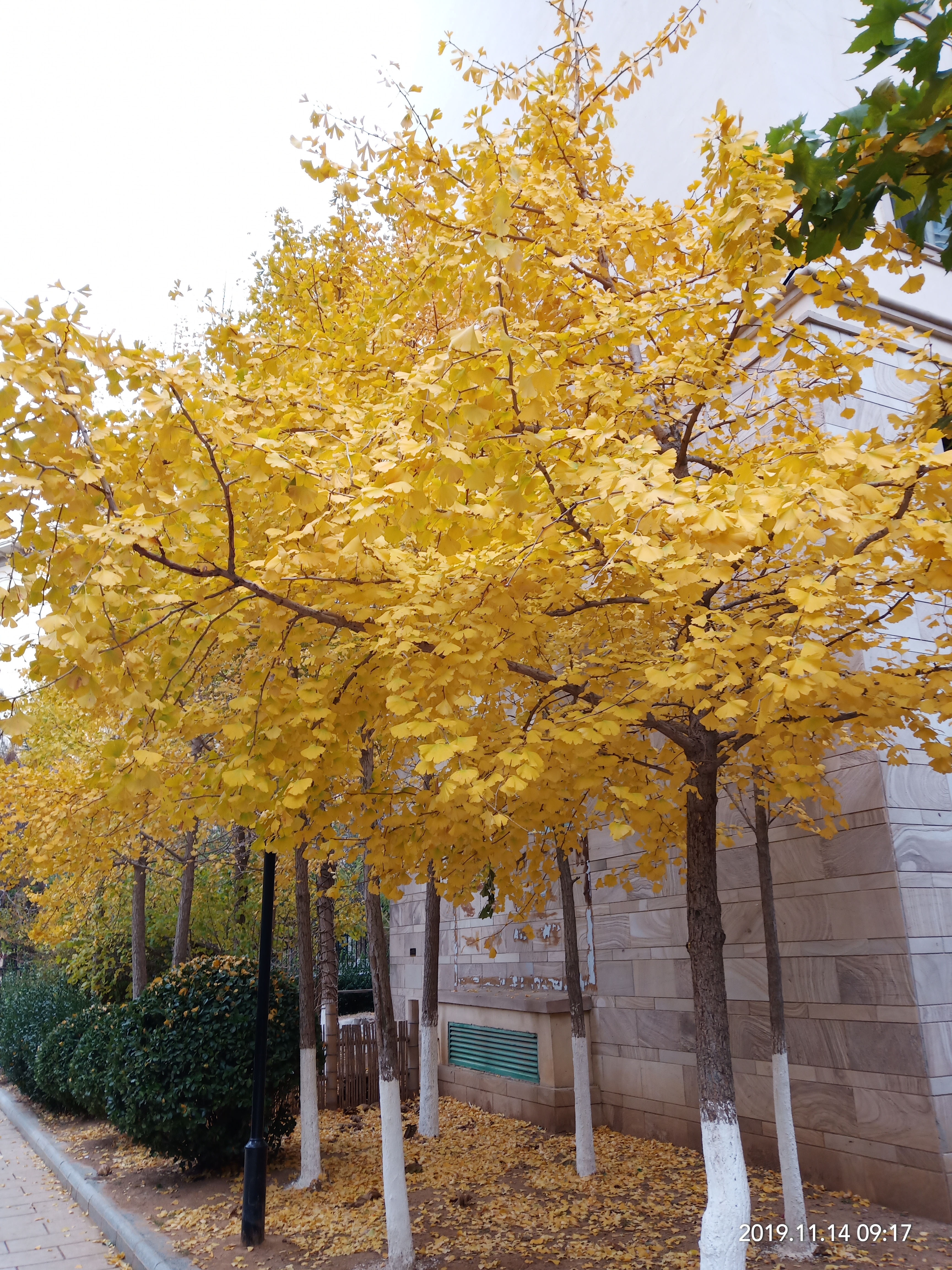A golden ginkgo avenue in late autumn