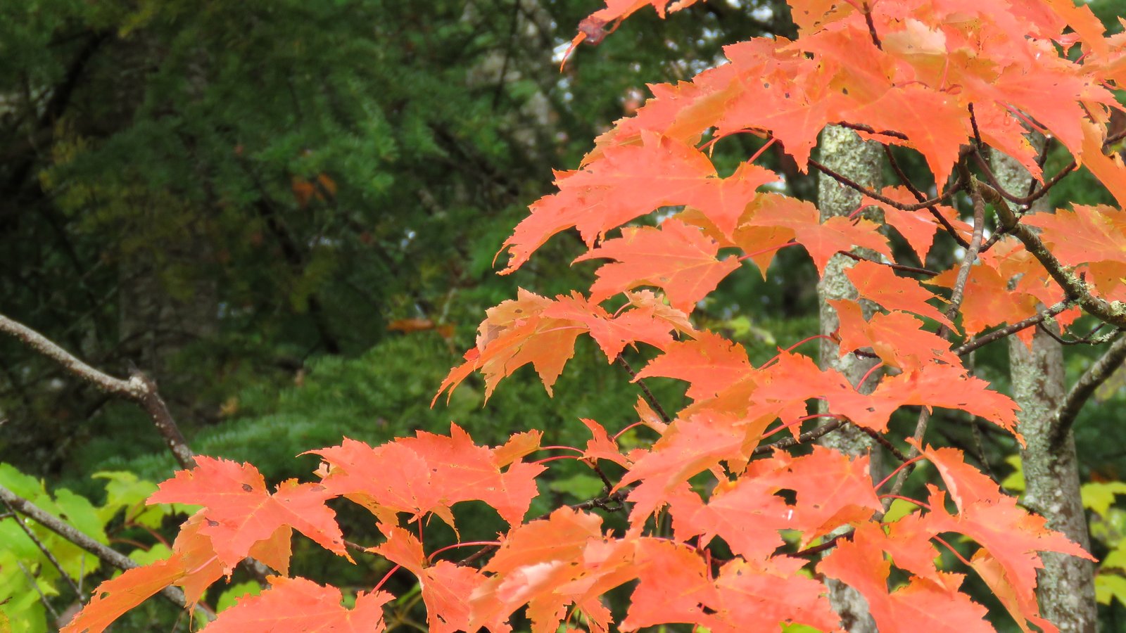 China Autumn Leaves Forecast: When and Where to Go (2026) — cover photo