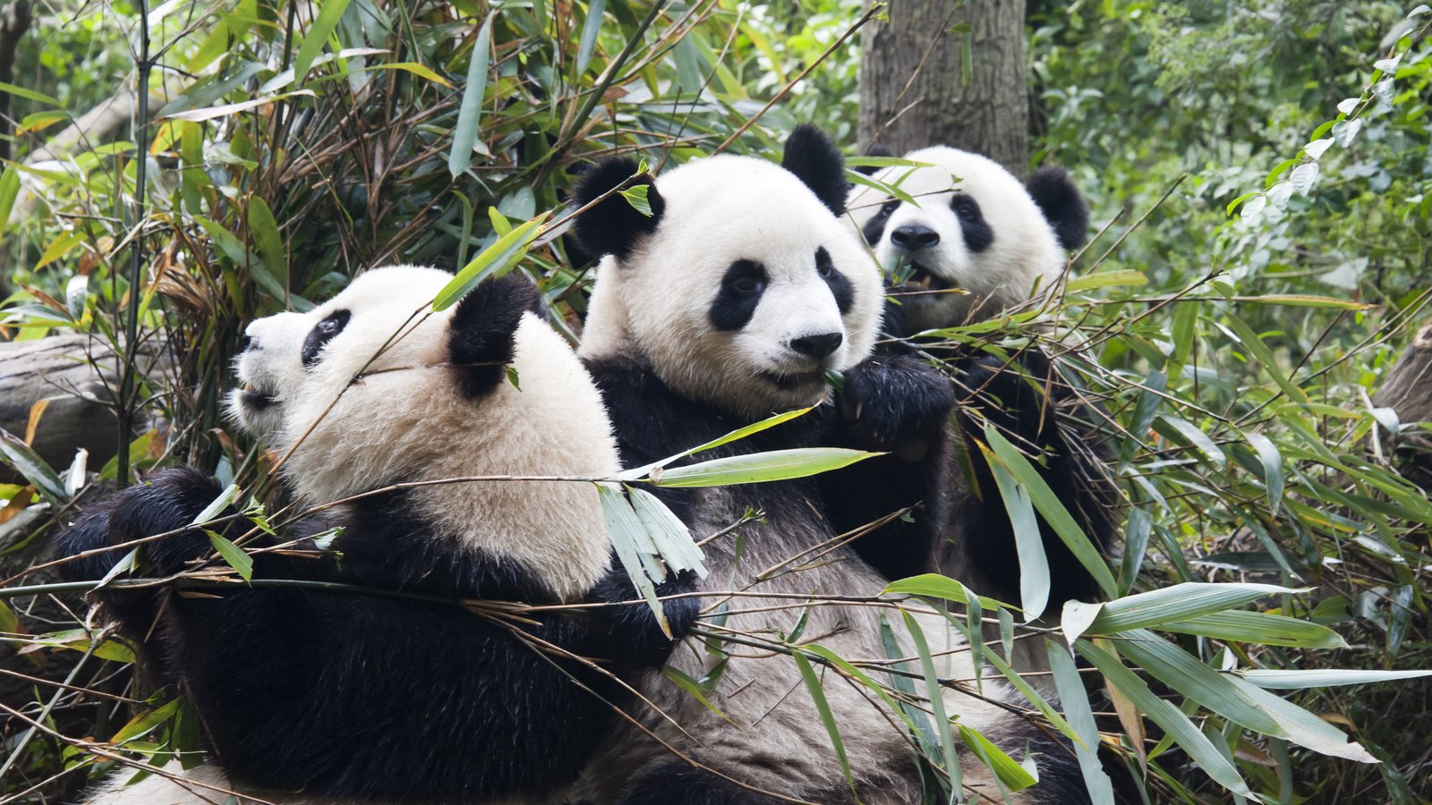 Chengdu in Autumn: City, Pandas & West Sichuan Colors (2026) — cover photo