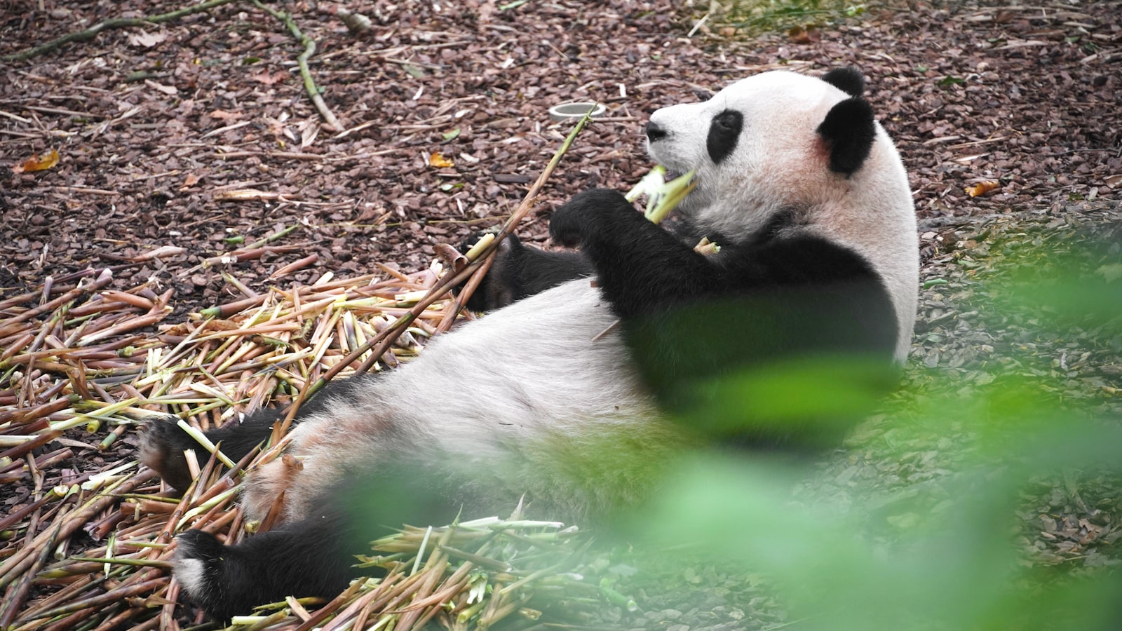 Chengdu Day Trips: Pandas, Dujiangyan, Emei & Leshan (2026) — cover photo