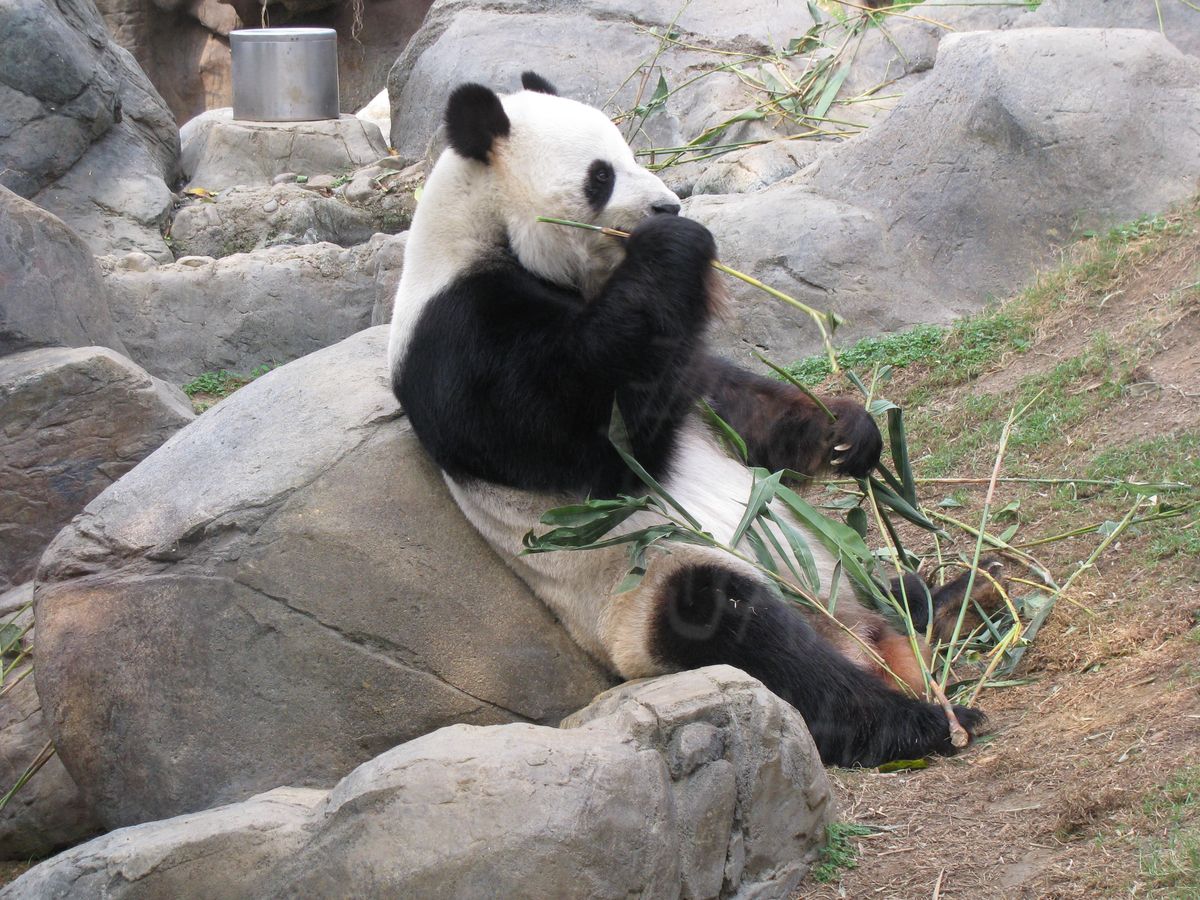 File:First eating the bamboo shoots-- (7987448506).jpg