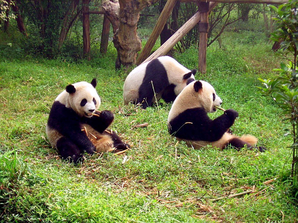 A giant panda eating bamboo at the Chengdu Panda Research Base