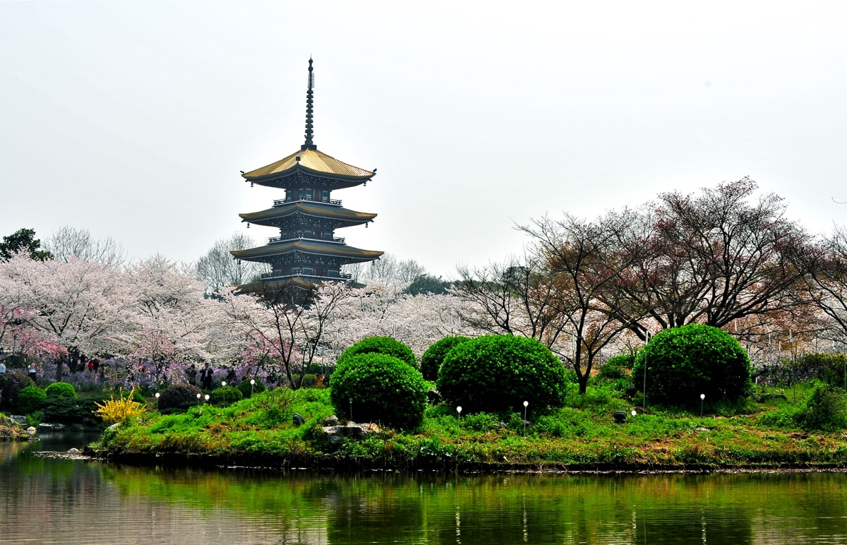 Wuhan east lake sakura garden.jpg
