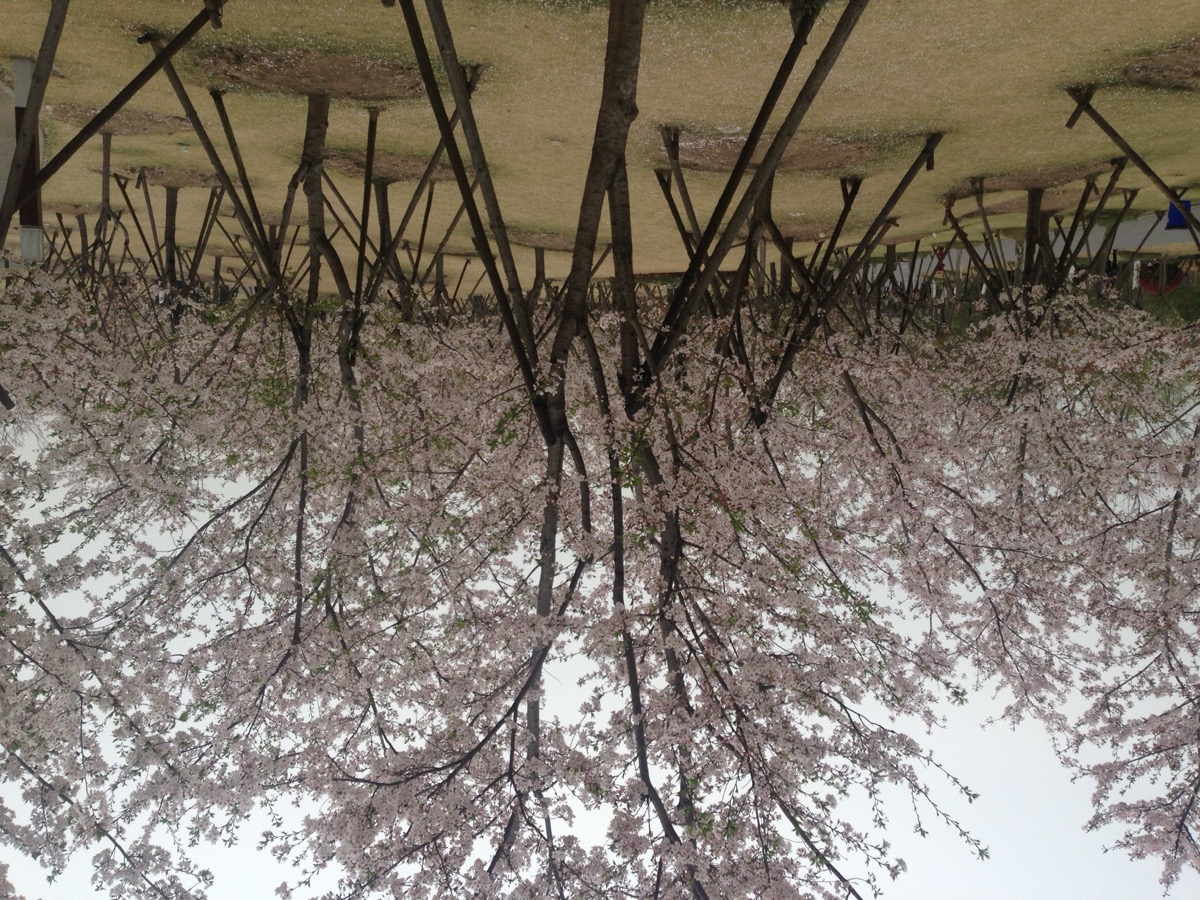 2016 Shanghai Cherry Blossom Festival in Gucun Park.JPG