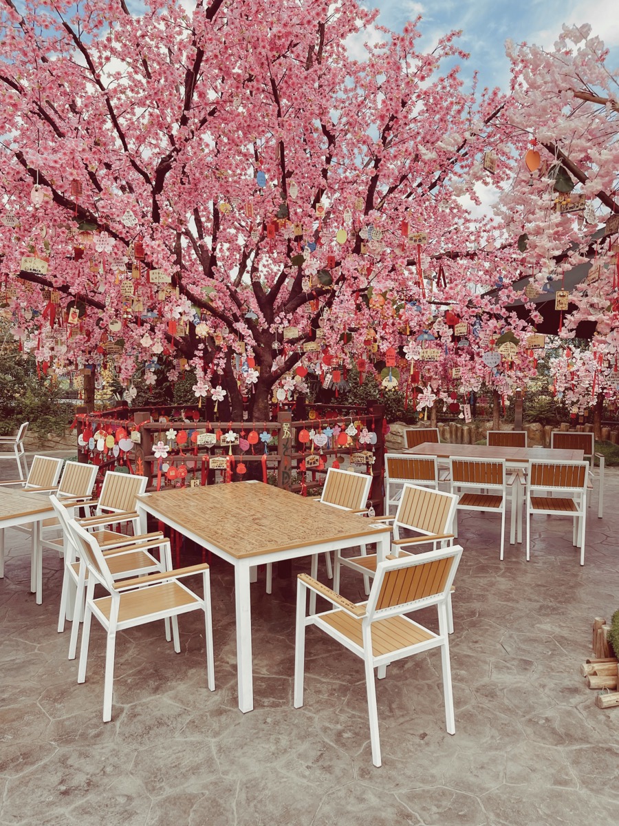 Cherry Blossoms in Nanjing.jpg