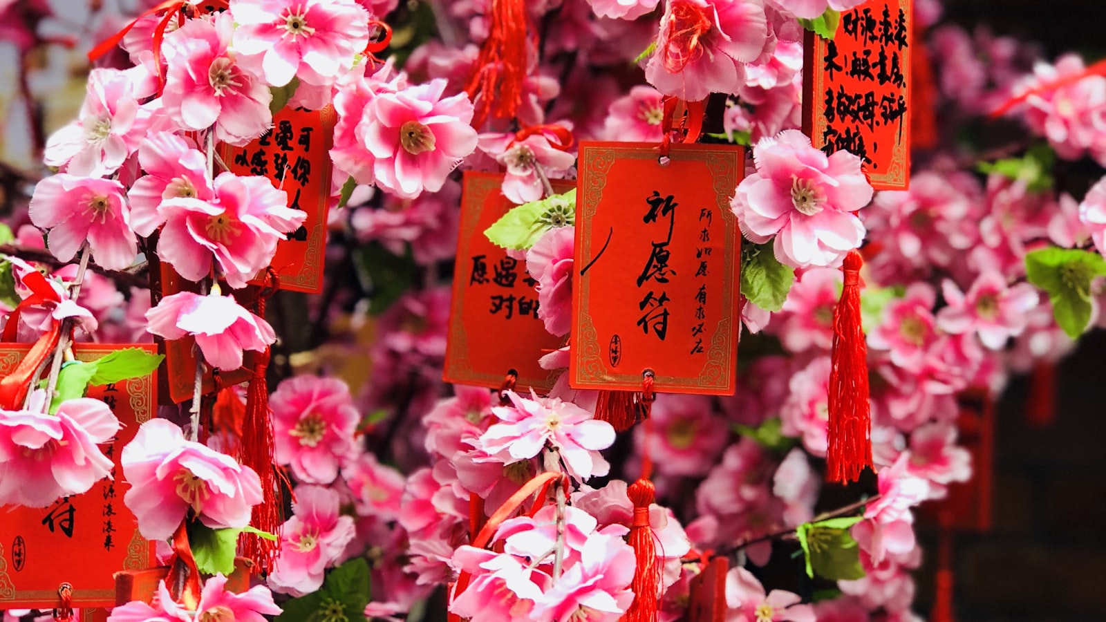 Cherry Blossom Season in China: When & Where to See It — cover photo