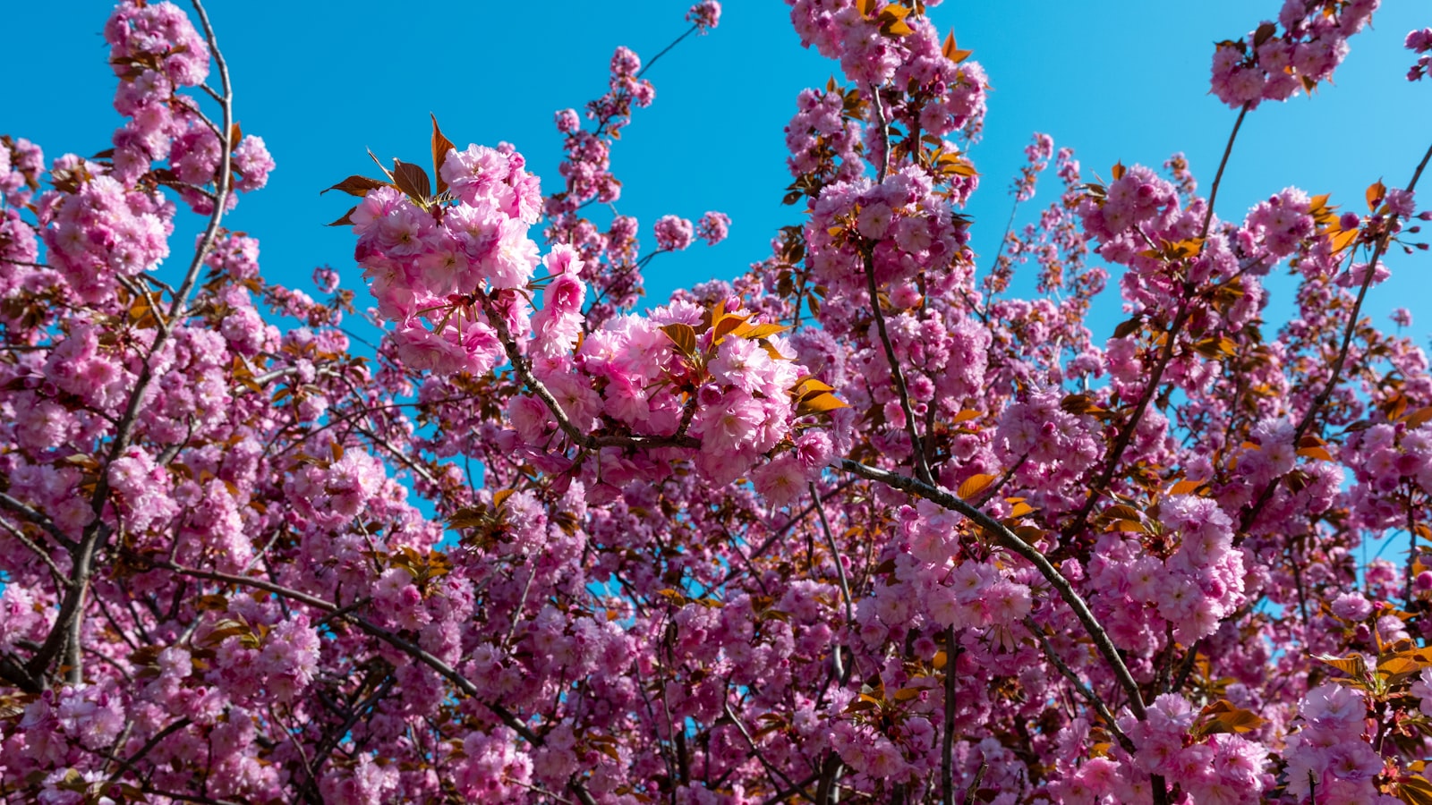 Cherry Blossom Itinerary: 5 Days in Spring China (2027) — cover photo