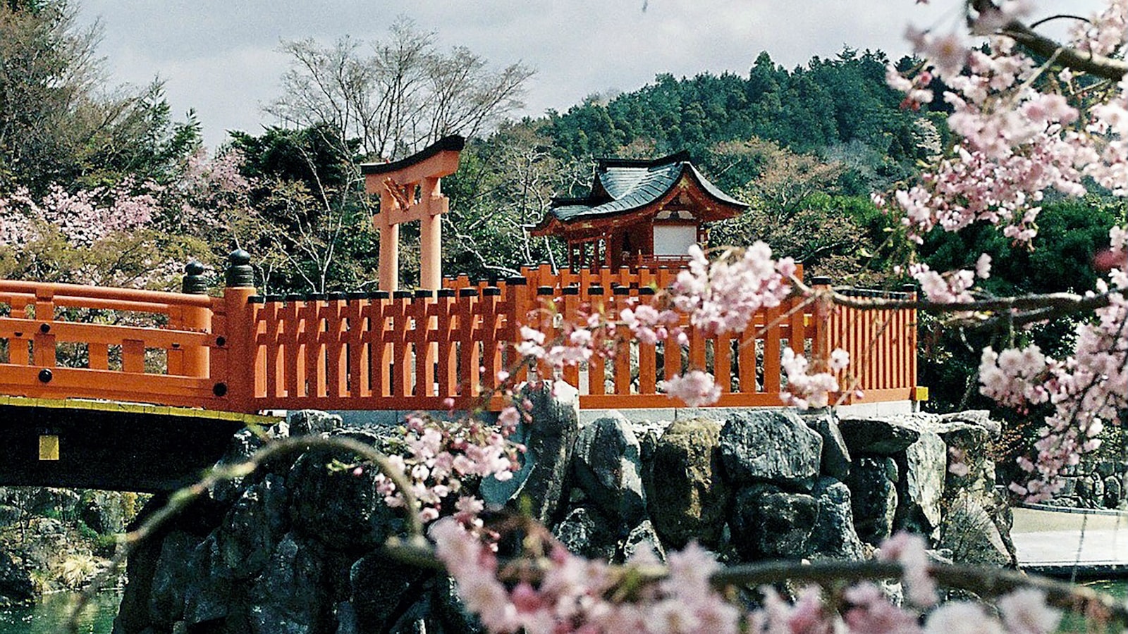Cherry Blossoms in Shanghai & Suzhou: Where to See Them (2027) — cover photo