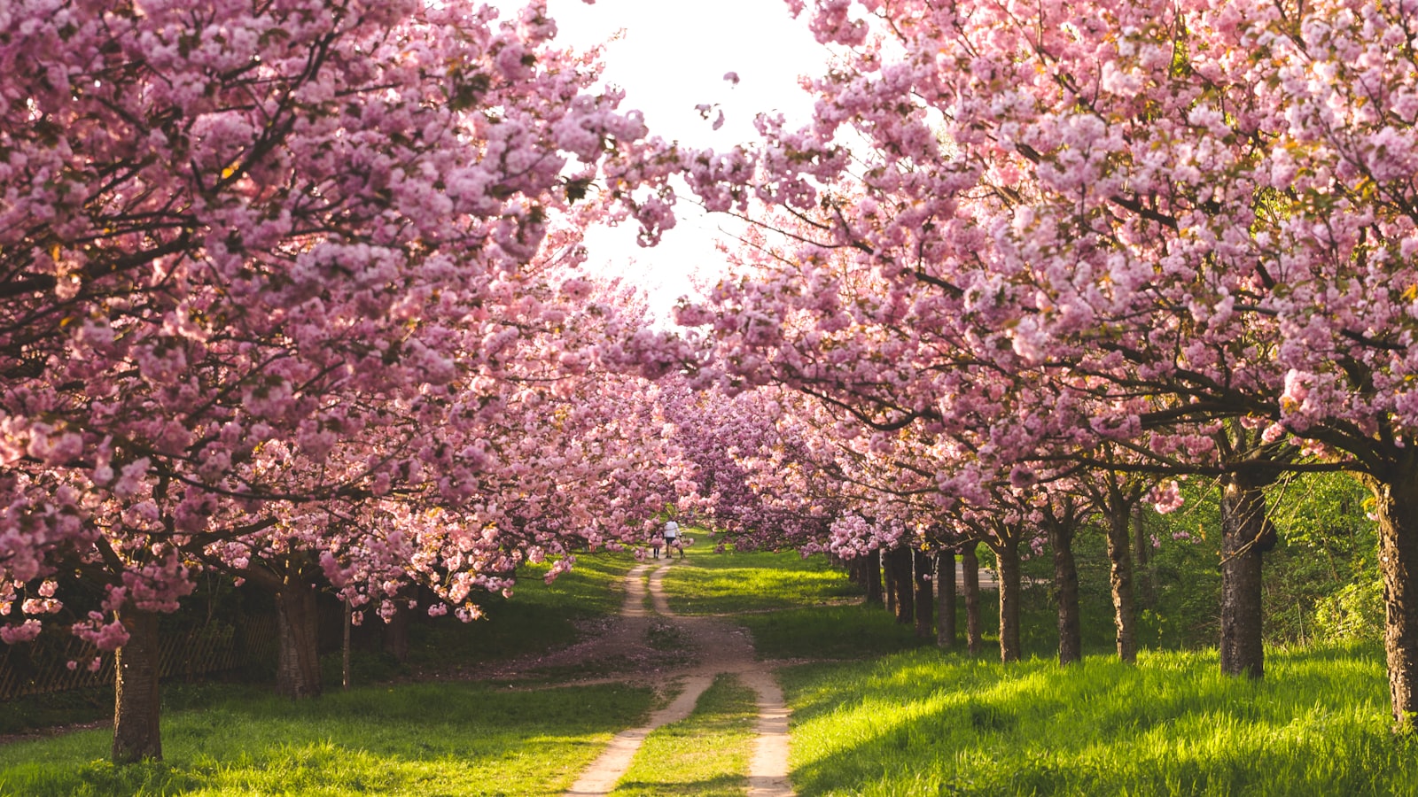 Cherry Blossoms in Wuhan: Where & When (2027 Guide) — cover photo