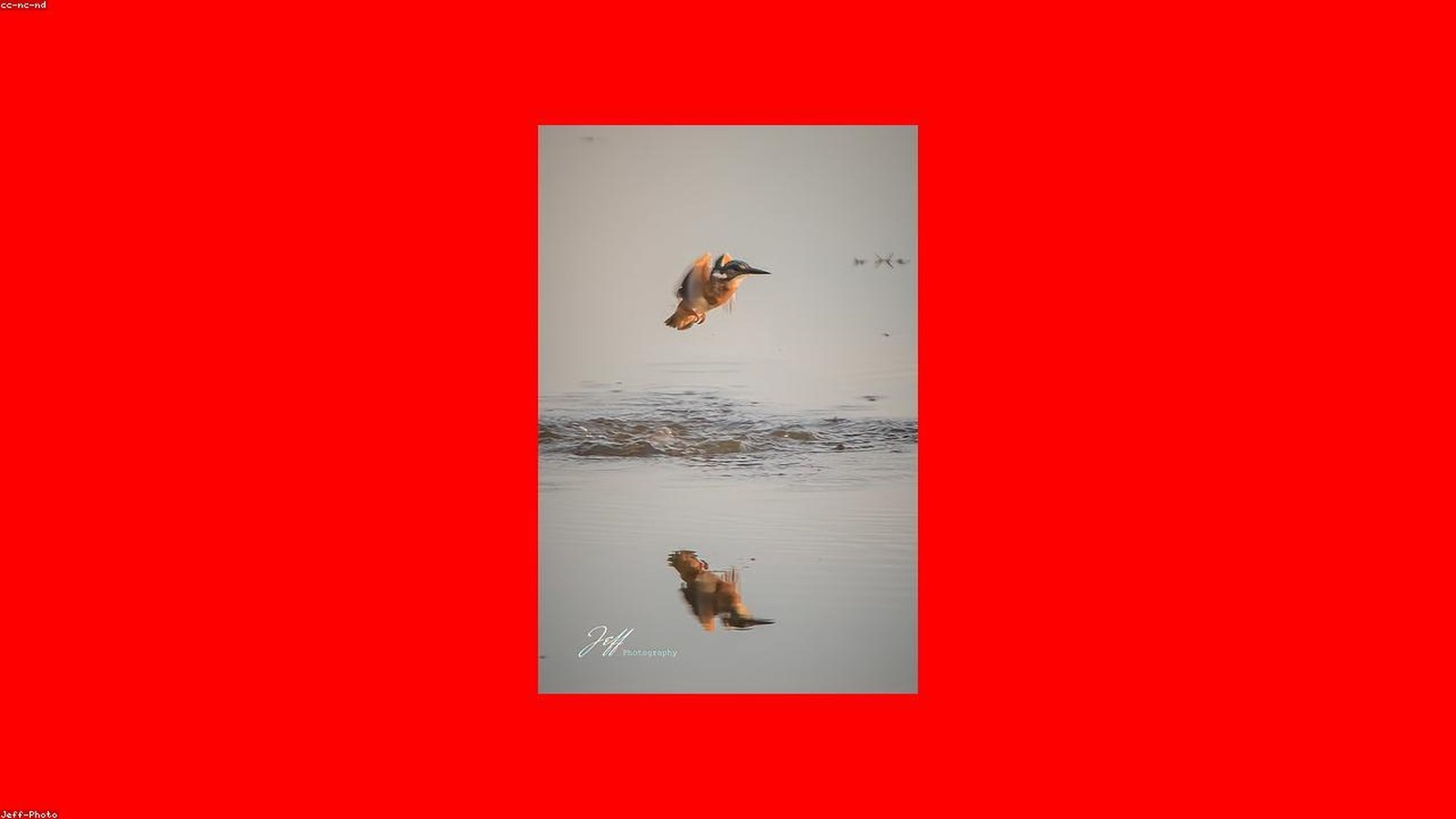 Bird Watching in China: Top Destinations & Key Species — cover photo