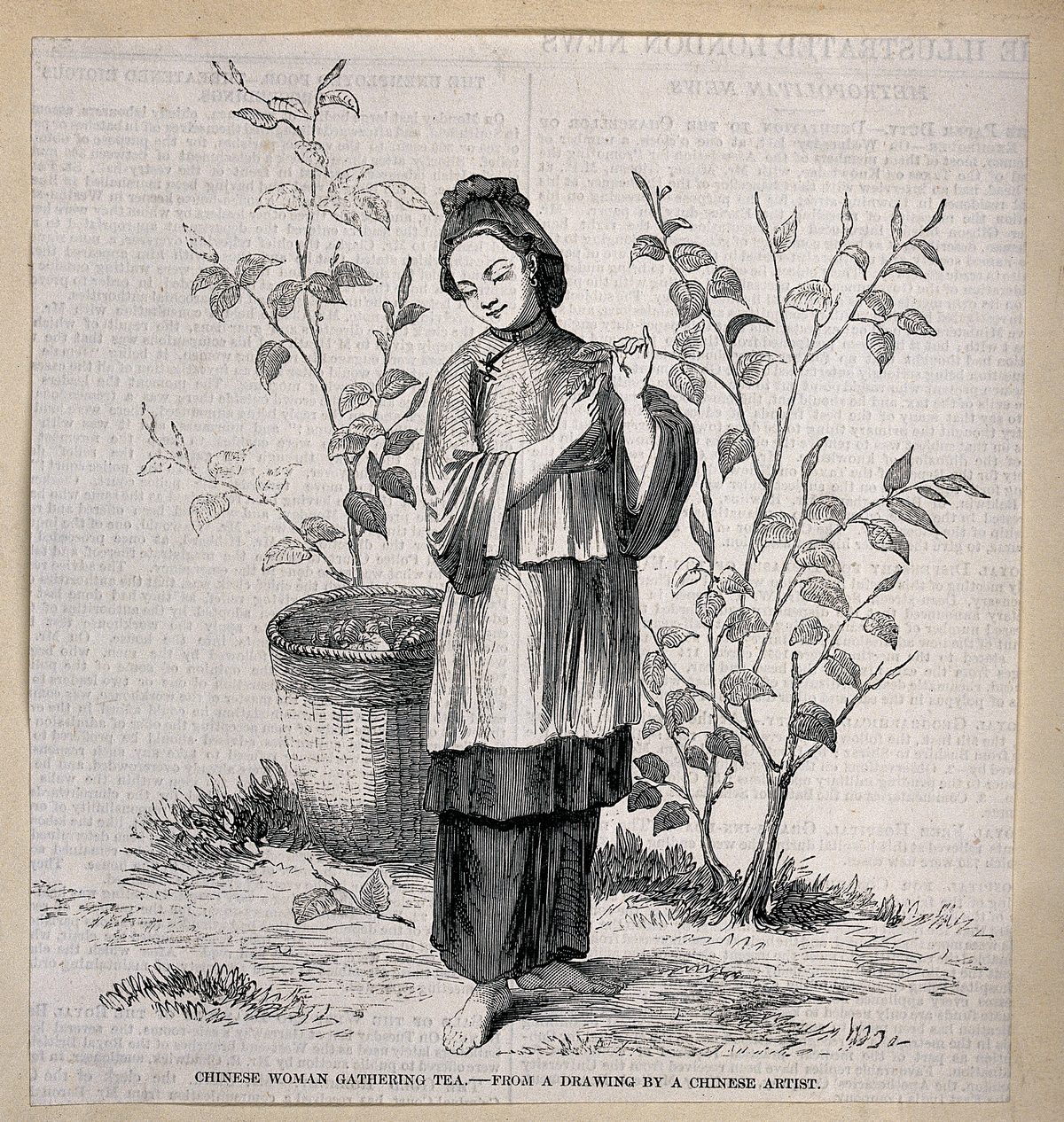 A Chinese tea plantation and freshly picked leaves