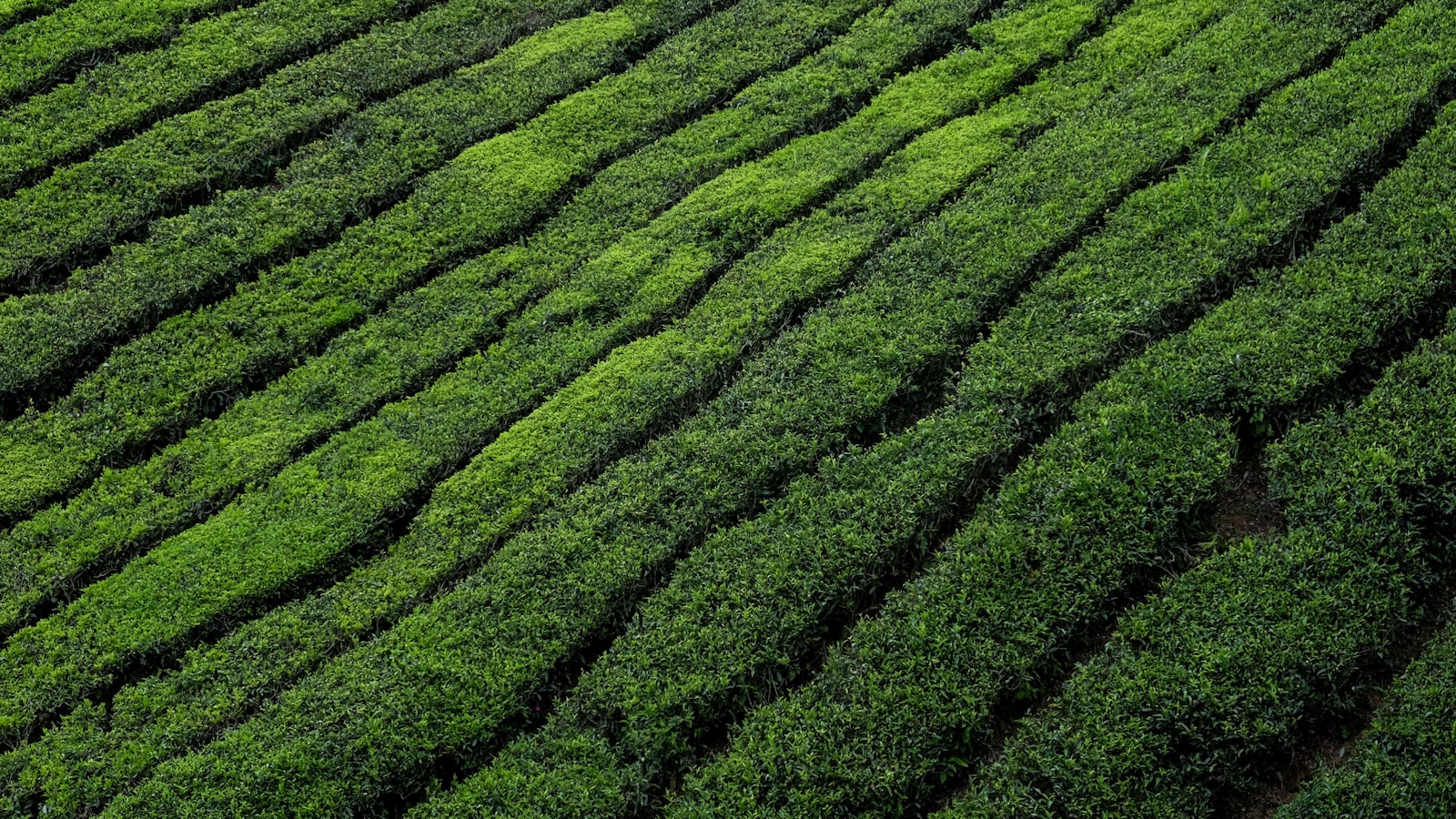 How to Buy Tea in China: A Shopper's Guide (2026) — cover photo