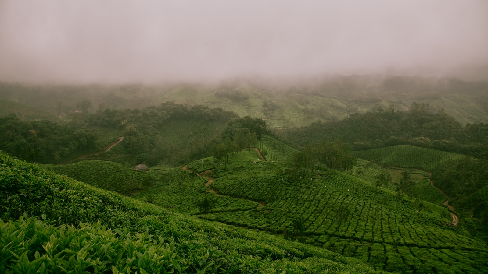 Chinese Food & Culture Guides — topic hub banner