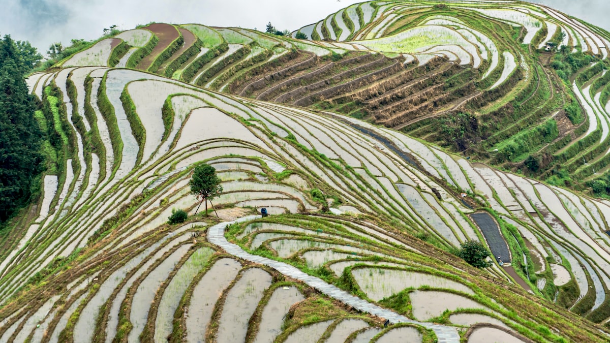 Longji Rice Terraces at Longsheng