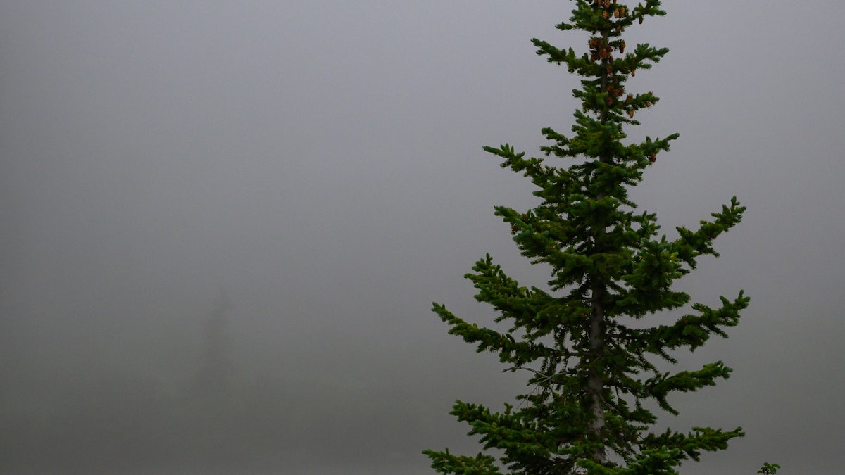 Ancient pines on Huangshan’s granite peaks