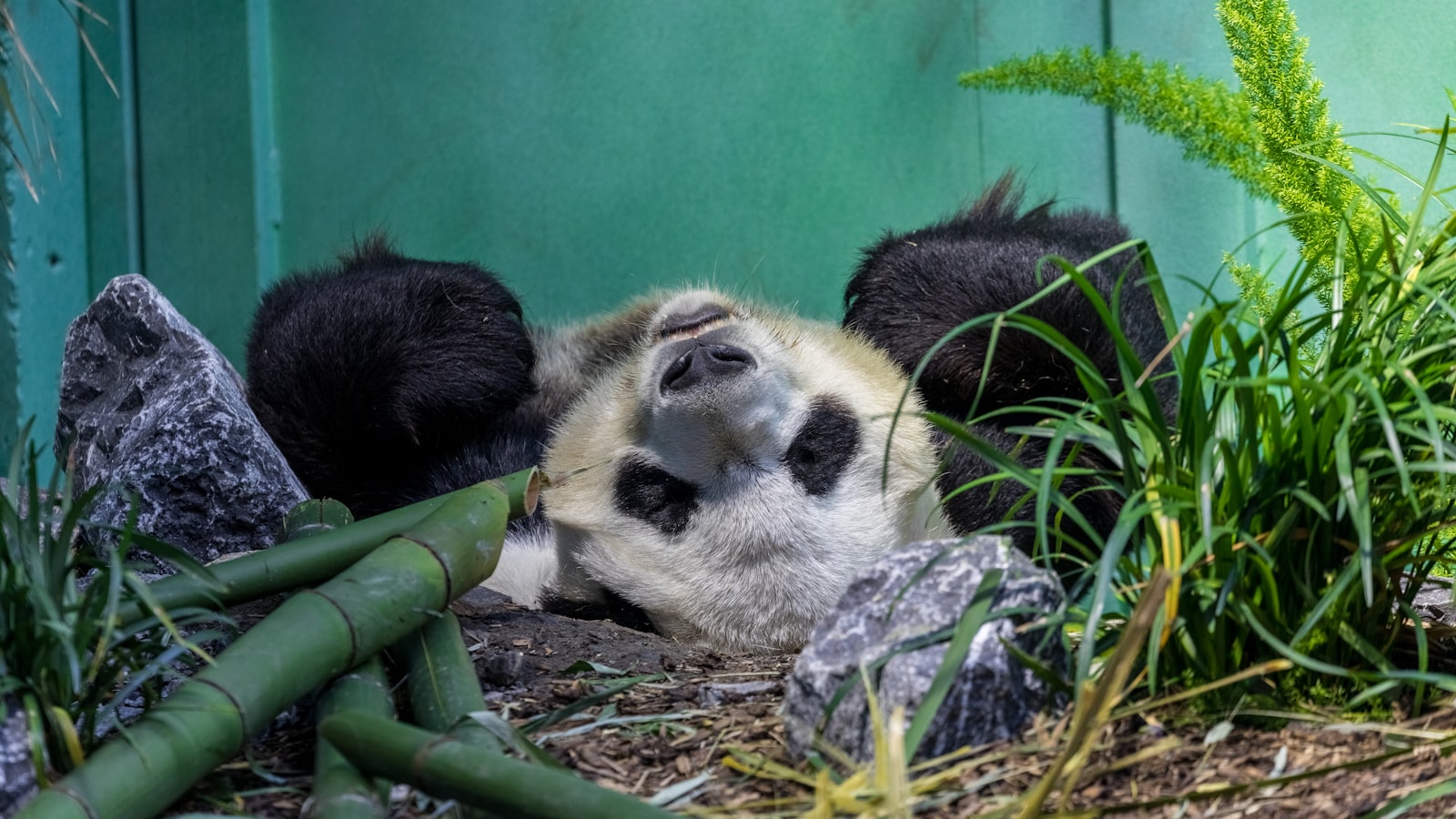 Seeing Pandas in China: Chengdu & Beyond (2026) — cover photo