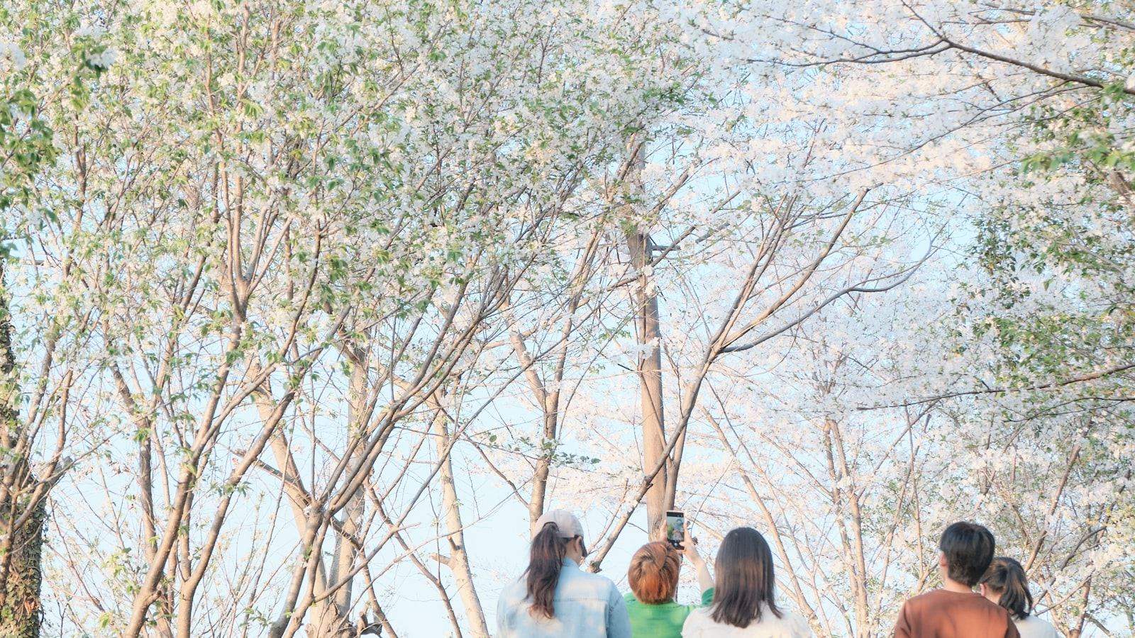 Spring Blossom Route: 7 Days Chasing China's Flowers (2027) — cover photo