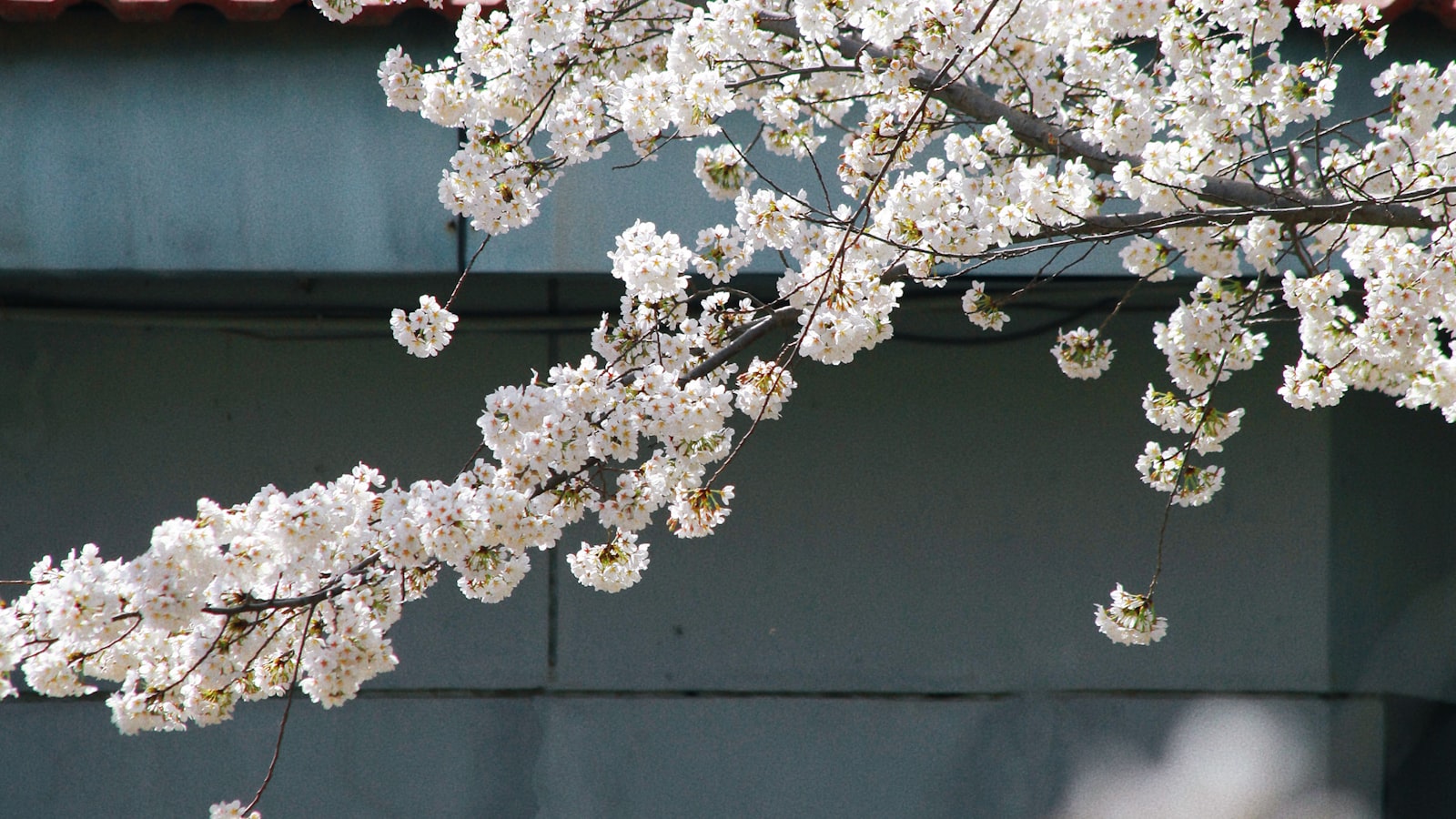 Spring in China: The Best Time to Visit (2027 Guide) — cover photo