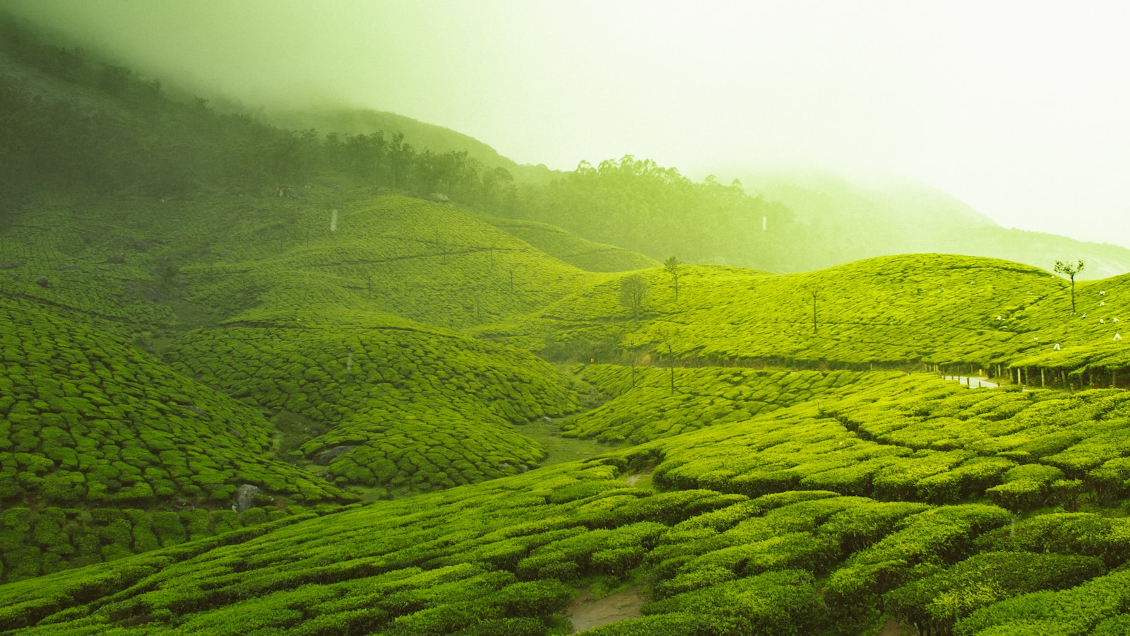 Tea Tours in China: Longjing, Puer & Wuyi Routes (2026) — cover photo