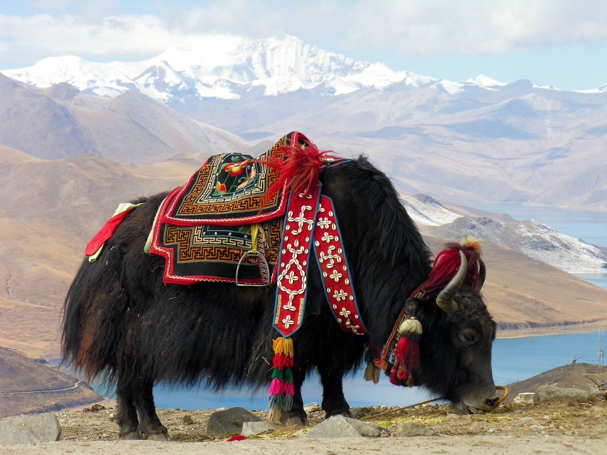 File:Bos grunniens at Yundrok Yumtso Lake.jpg