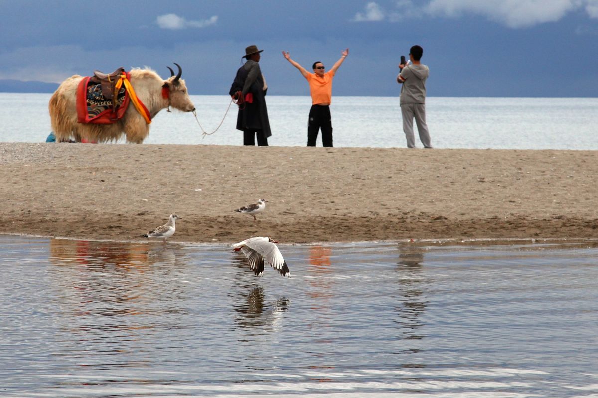 File:Gull At Namtso Lake With Yak And Funny Chinese (43114048).jpeg