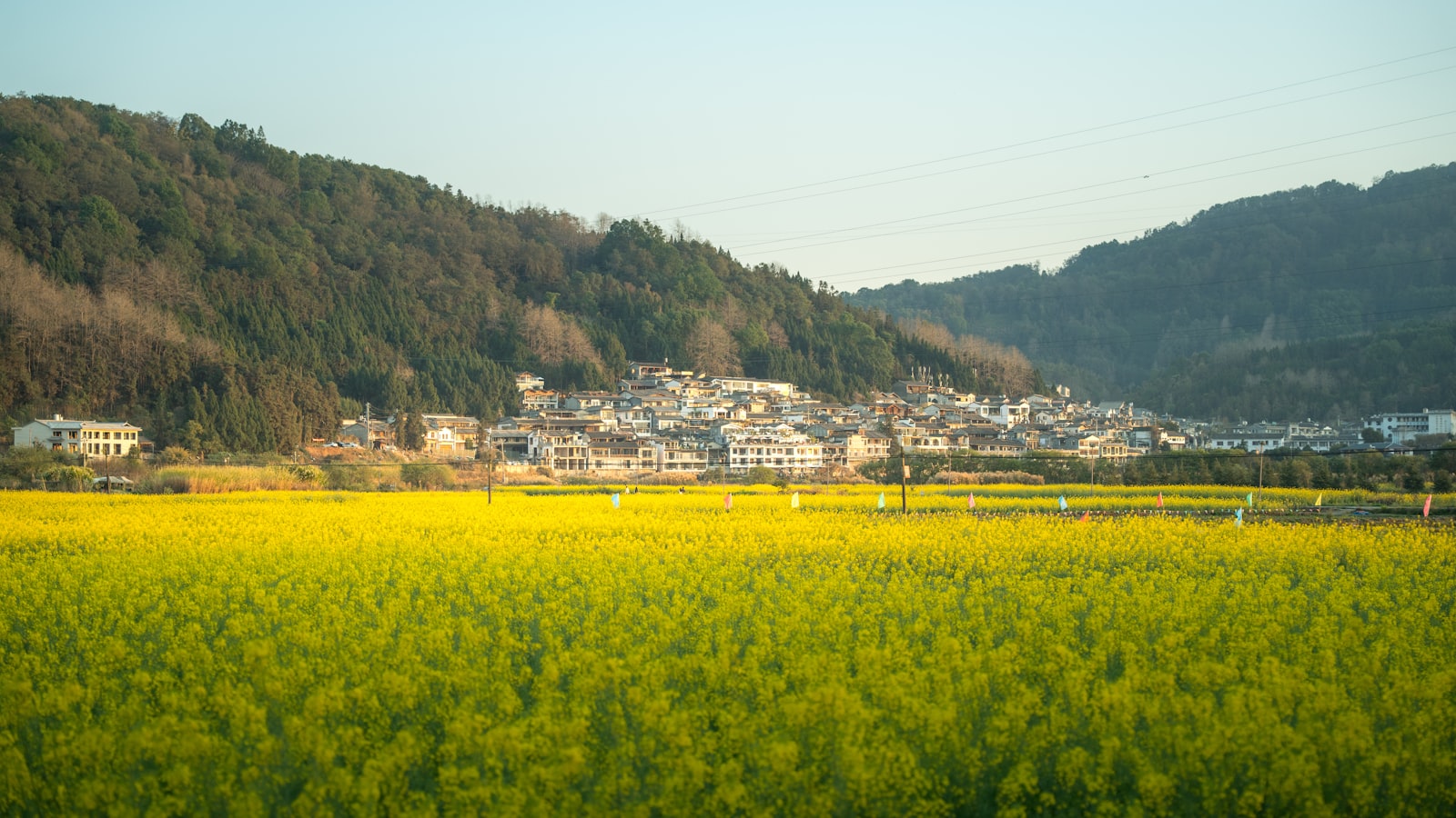 Wuyuan & Huangling Guide (2026): Rapeseed Fields & Autumn Sun-Drying — cover photo