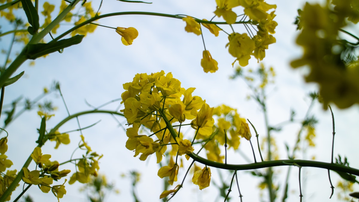 Rapeseed fields in spring, Wuyuan