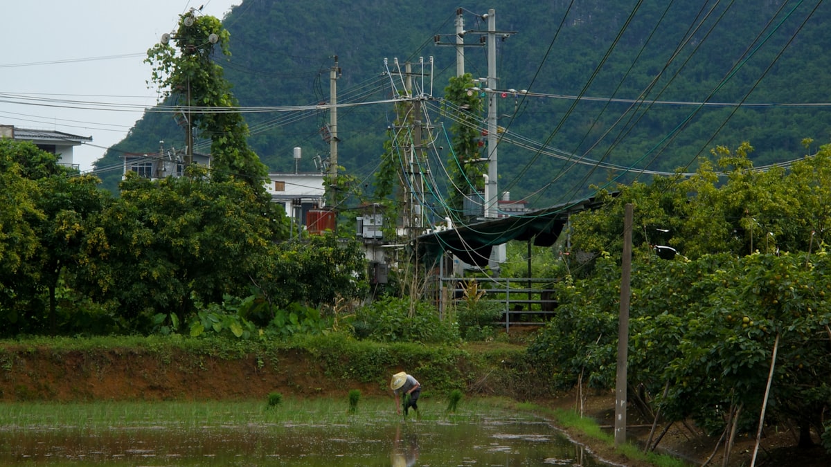 Karst peaks and rice paddies around Yangshuo